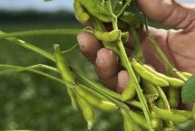 中豆55大豆栽培技术要点，亩种植密度2－5万株