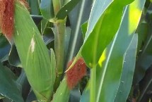 DSF057玉米栽培技术要点，4月下旬至5月上旬播种