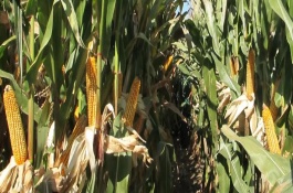 吉农大588玉米栽培技术要点，吉农大588玉米品种的特性