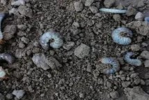 噻虫胺能否杀地下害虫，包括药剂拌种、毒土撒施、毒饵诱杀等