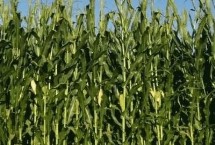 筑玉9号玉米栽培技术要点，特别注意防治大斑病和纹枯病