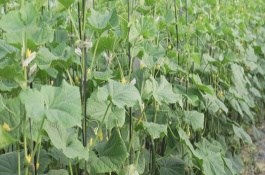 大棚黄瓜看叶管理技术措施，棚温低、土壤湿度大时叶较大且肿皱