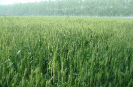 云麦64小麦种子的特征特性,平均生育期169天