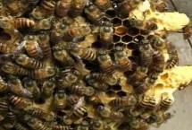 蜜蜂造王台的时期，急造王台并无固定时间