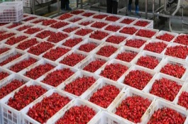 辣椒的贮藏方法，以9-13℃为宜