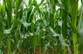 鄂玉29玉米栽培技术要点，生育期138天