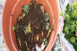 自制肥料怎样知道腐熟，废菜叶、瓜果皮、鱼鳞等都可以腐熟制成肥料