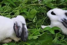 兔饲料品种介绍，这些品种都可选择