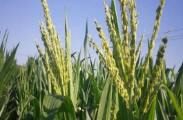 丰禾2001玉米栽培技术要点，种植密度不宜过大