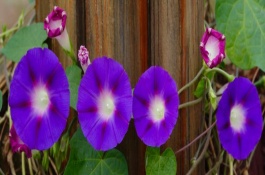 牵牛花晚上的颜色，花型近似喇叭、颜色美观但没有香味