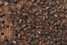 蜜蜂大肚病的典型症状，选择病毒灵和多酶片等效果好