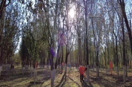 冬天树木保暖的方法，可预防冻害、虫害等