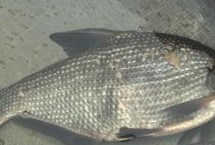 产量高，鳊鱼产量高且生产速度快