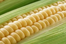 烁源165玉米栽培技术要点，4月下旬至5月上旬播种