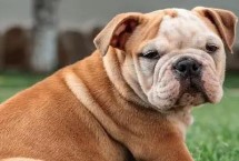 杜宾犬的适养人群，智商较高且没有体味
