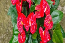 红掌生虫子怎么处理，要把室温保持在10℃以上