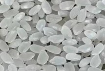 珍珠米的选购方法，本质属于粳米