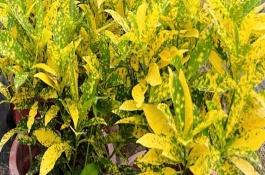 洒金木的简介，每天要晒光6-8小时