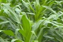桂单919玉米栽培技术要点，一次性播种全苗