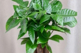 招财树的种类，适宜生长温度为18-28℃