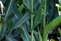 H1820玉米栽培技术要点，中抗茎腐病