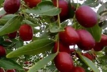 陕西省榆林市的特色水果，包括清涧红枣和陕北山杏等种类