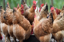 鸡的耳朵为什么看不见，可感知声音、保持平衡等