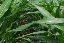 斯达甜225玉米栽培技术要点，该品种喜肥水