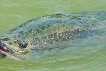 钓黑鱼用假饵好还是真饵好，新手建议尽量用真饵