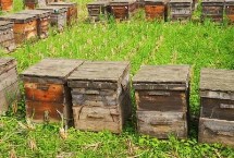 巢虫防治最有效方法，巢虫较多时要换箱换脾