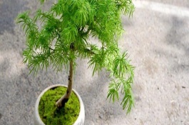 金钱松简介，要每隔2-3年换1次盆