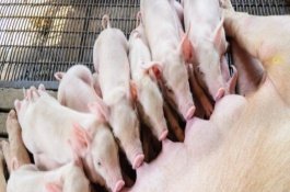 母猪养多久才能生小猪，可肌肉注射催产素