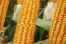 禾丰177玉米栽培技术要点，中抗茎腐病17.4%MR