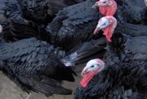 火鸡的饲养管理要点，目前来看比较乐观