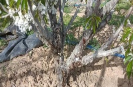 樱桃树新芽尖干枯如何处理，可在冬春季节将樱桃树枝干进行涂白