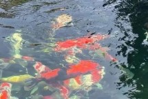 鱼缸过滤器要哪些滤材，密度低的话可以间歇性开