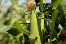 金来318玉米栽培技术要点，中抗茎腐病