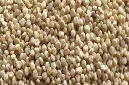 藜麦是哪些地方产，当前市场需求大前景可观