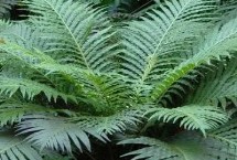 形态特征，是泥盆纪的孑遗植物