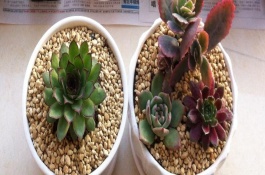 多肉植物可以放在卧室里面养吗，要将其移到有光照的位置