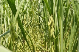 涡豆5号大豆栽培技术要点，与对照品种中豆20相仿