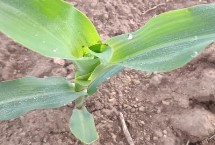 旺盛9号玉米栽培技术要点，密度4000-4500株/亩