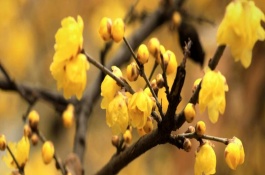 蜡梅可以做成干花吗，11月中旬到第二年3月开花