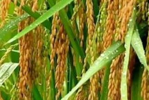 禾兴稻203水稻栽培技术要点，普通粳稻品种