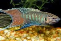 虎斑天堂鱼好不好养，饲养难度较低