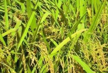 甬优8611水稻栽培技术要点，籼型三系杂交水稻品种