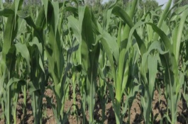 D1633玉米栽培技术要点，出苗至成熟127.3天