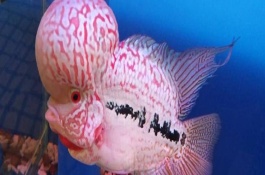 如何饲养罗汉鱼才能快速起头，以下4种方式均可满足要求