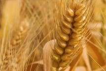 华夏19小麦栽培技术要点，适宜播种期10月上中旬