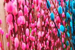 银柳是真花还是假花，红色银柳寓意自由和无拘无束
